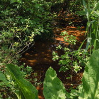 猪苗代町の磐梯山登山口、湿地に群生する野草と水路の写真