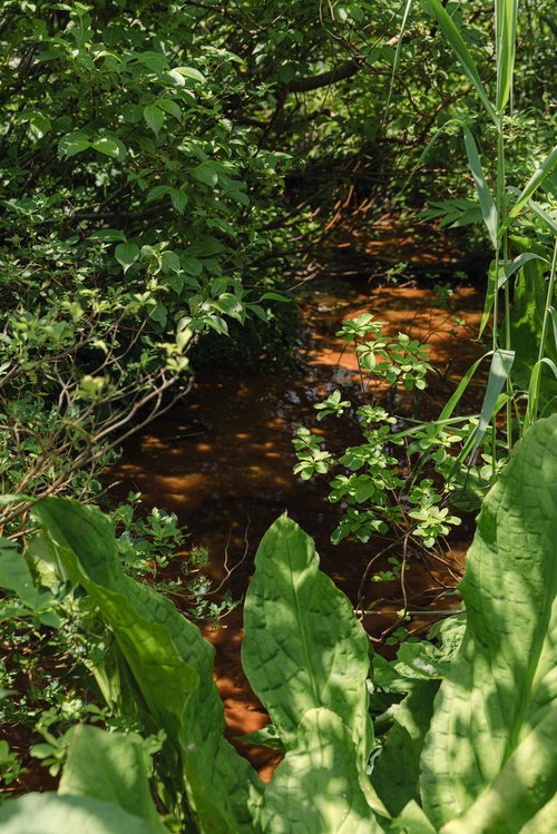 猪苗代町の磐梯山登山口、湿地に群生する野草と水路