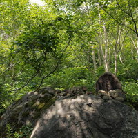 広葉樹林に囲まれた沼ノ平の碑 磐梯山登山道の写真