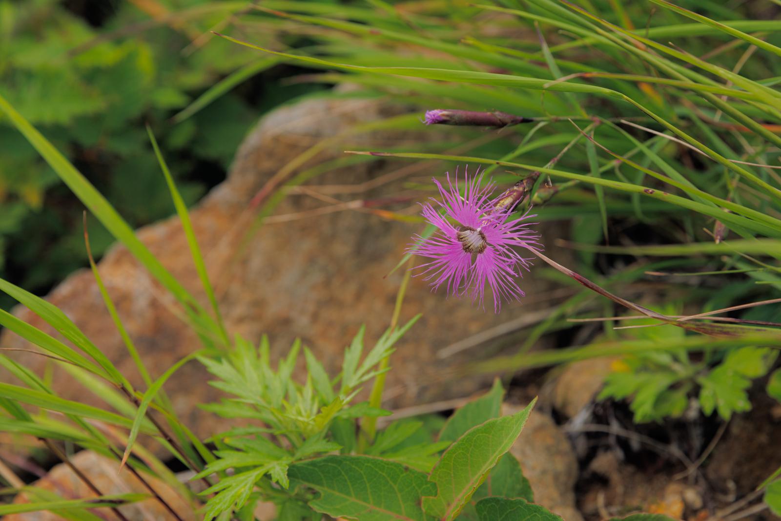 磐梯山の草地に咲くピンク紫色のタカネナデシコの花