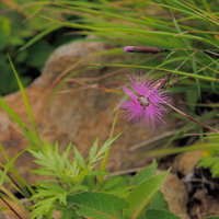 磐梯山の草地に咲くタカネナデシコの花の写真