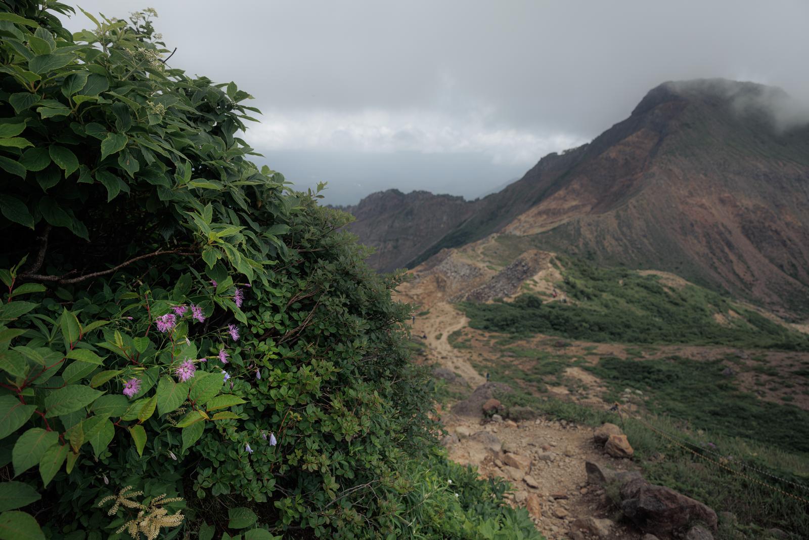 磐梯山の登山道でタカネナデシコが咲き、背景に霧の山々が見える風景