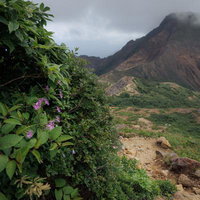 磐梯山の登山道脇に咲くピンク色のタカネナデシコの写真