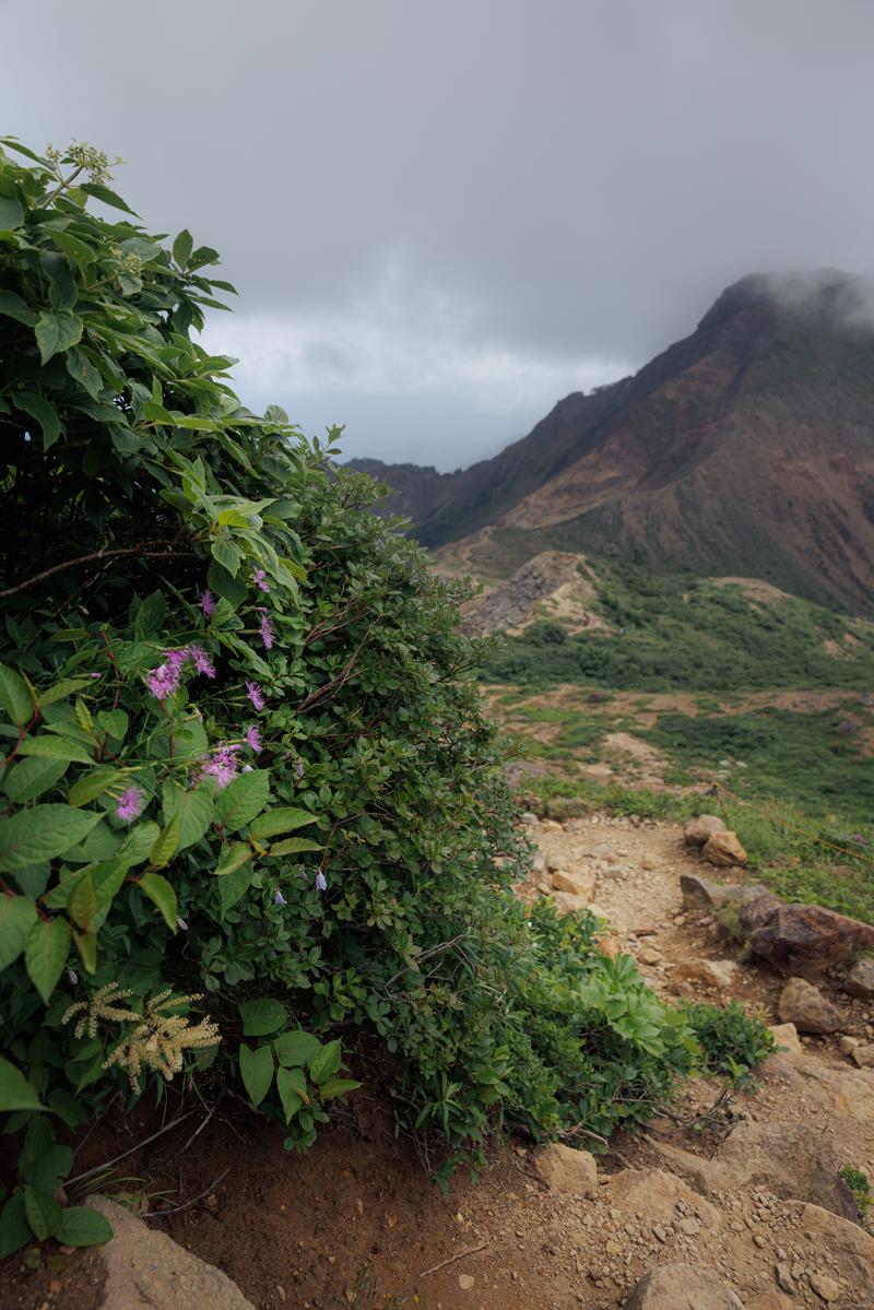 磐梯山の登山道脇でピンク色の花を咲かせるタカネナデシコ