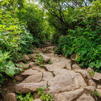 猪苗代町の磐梯山登山道、岩で覆われたトレイルと緑の樹林の写真