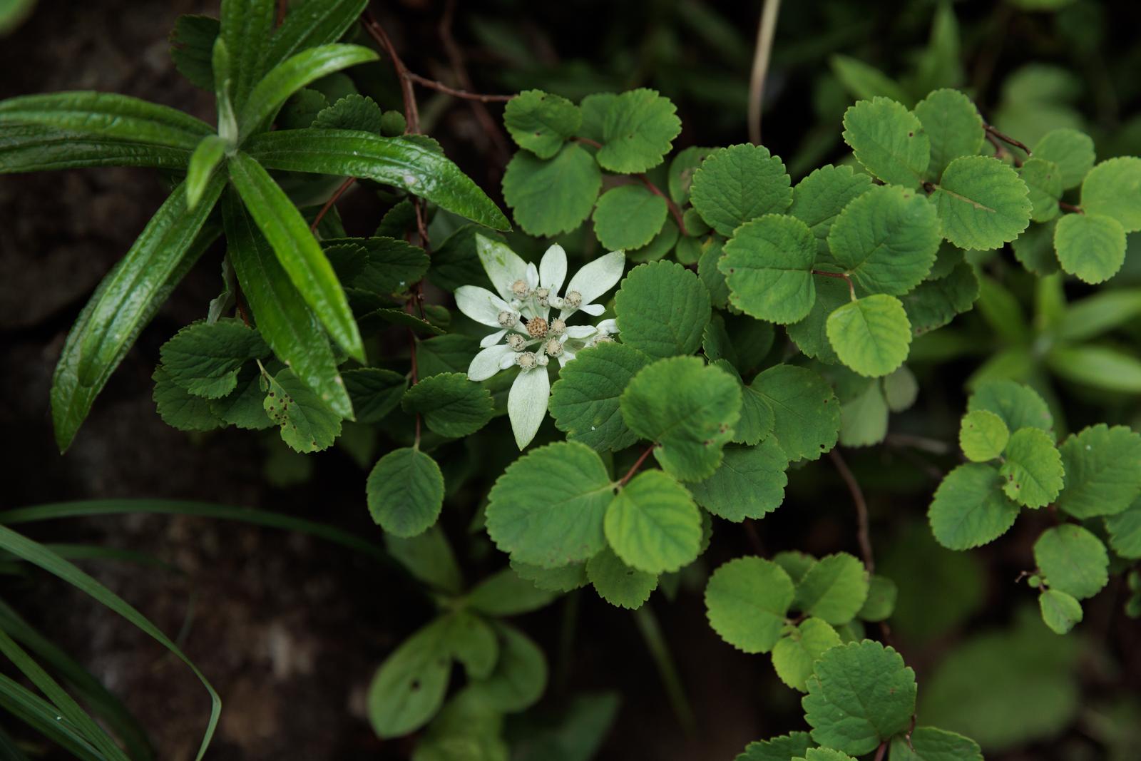 磐梯山に群生するウスユキソウの白い小花と高山植物