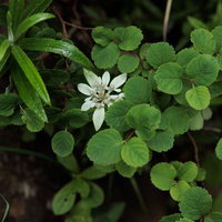 白い小花をつけるウスユキソウと磐梯山の高山植物群生の写真