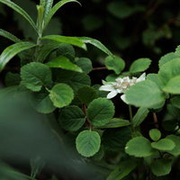 磐梯山の高山植物、ウスユキソウと雪の下草の群生の写真