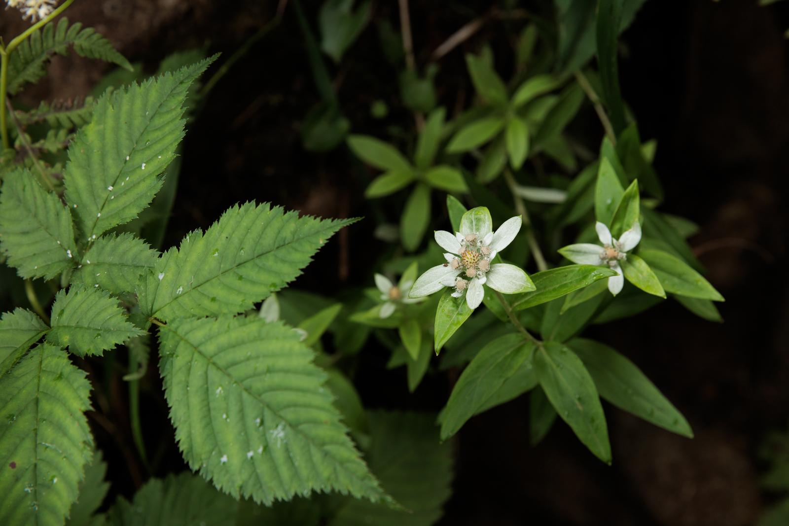 磐梯山の高山植物帯で白い花を咲かせるウスユキソウと周囲の緑の葉