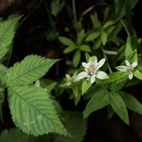 ウスユキソウと山野草が咲く磐梯山の高山植物群の写真