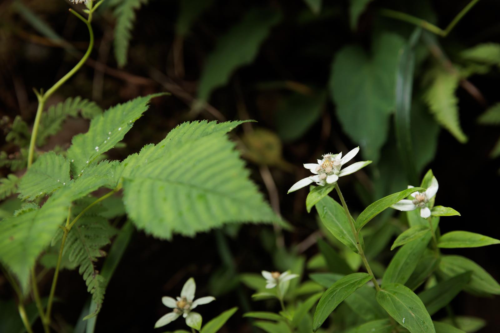 磐梯山の高山植物ウスユキソウが白い小花を咲かせている様子