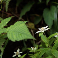 磐梯山の高山植物、ウスユキソウの白い小花の写真