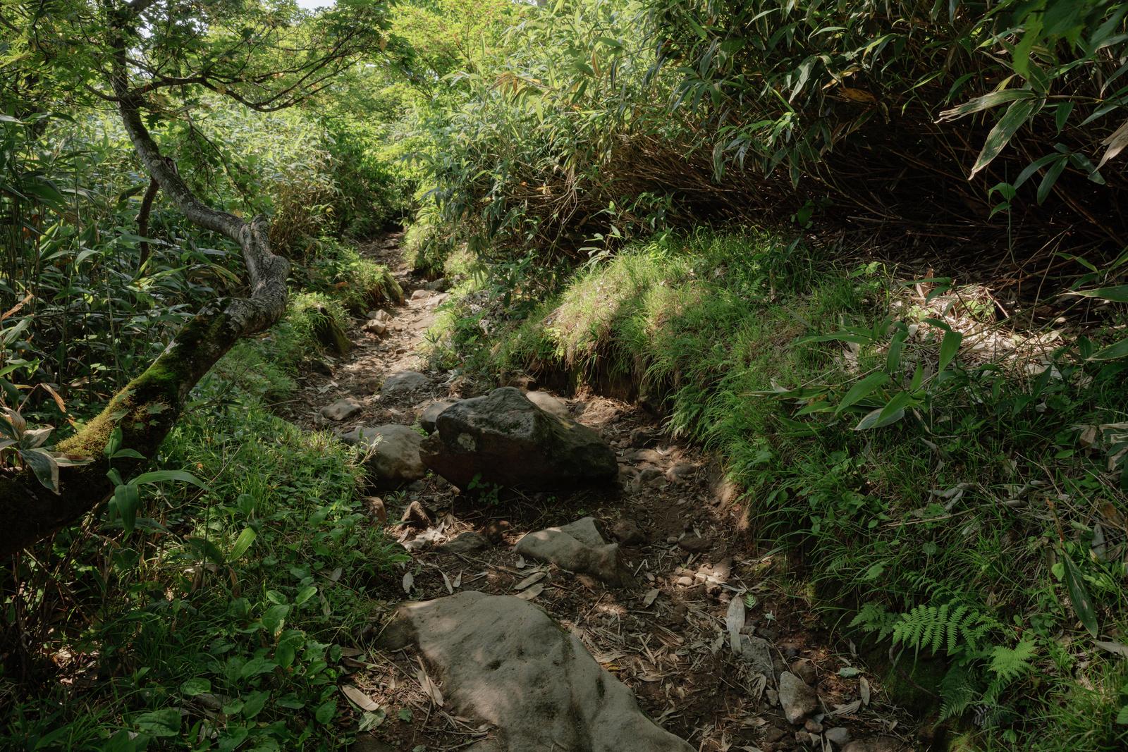磐梯山の八方台登山口付近の苔むした山道。両脇に樹木が生い茂り岩が点在している