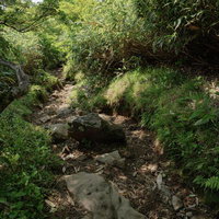 磐梯山八方台登山口の苔むした山道と湿った森林環境の写真