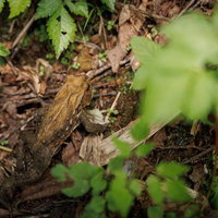 磐梯山の八方台登山口で見つけた野生のカエルの写真
