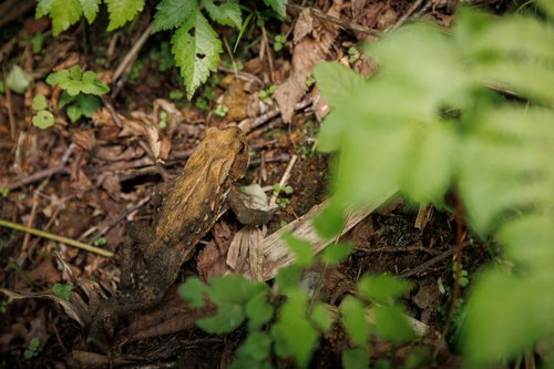 磐梯山の八方台登山口で見つけた野生のカエル