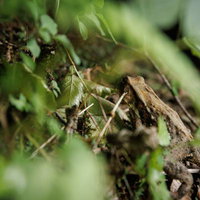 磐梯山八方台登山口の草むらに隠れるカエルの写真