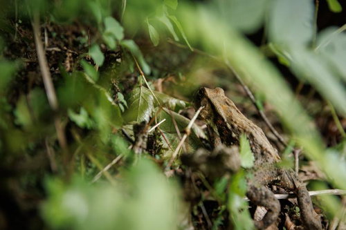 磐梯山八方台登山口の草むらに隠れるカエル