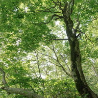 磐梯山八方台登山口の大樹から広がる青々とした木々の写真