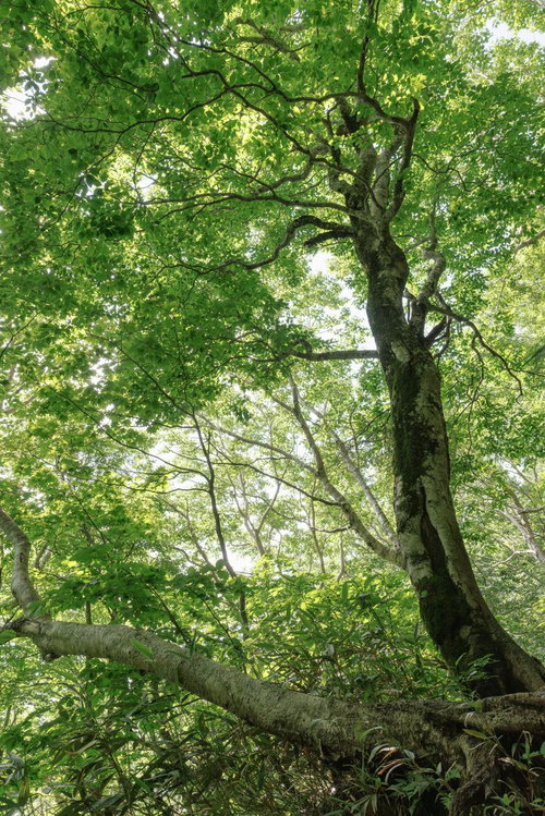 磐梯山八方台登山口の大樹から広がる青々とした木々