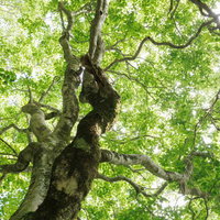八方台登山道で空を這う樹木の枝ぶりと苔むした樹幹の写真