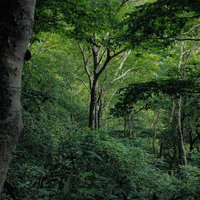 磐梯町の八方台登山口、薄明の中に立つ木々と磐梯山の自然の写真