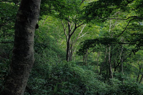 磐梯町の八方台登山口、薄明の中に立つ木々と磐梯山の自然