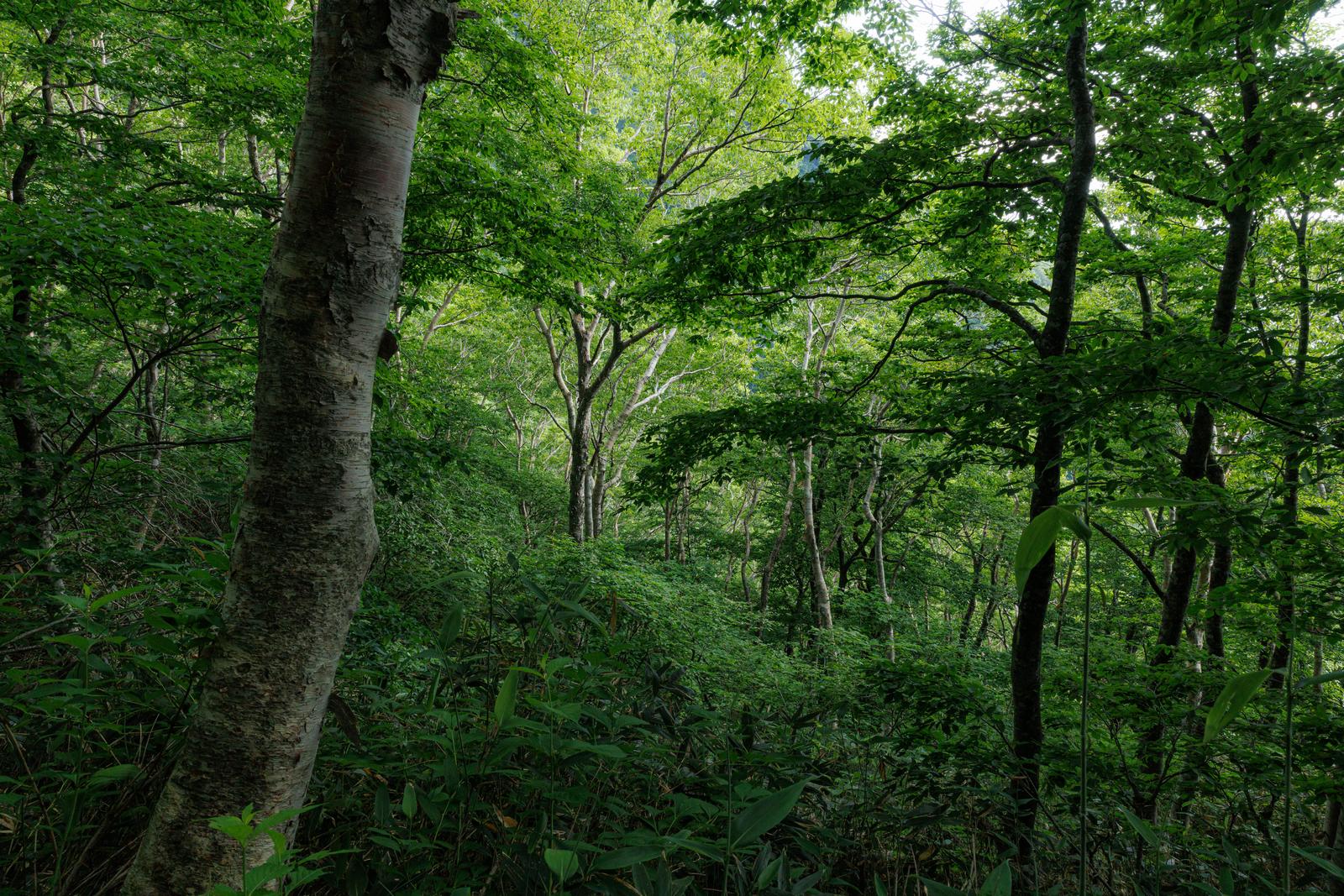 磐梯山麓の八方台登山口付近、新緑が映える雑木林の風景
