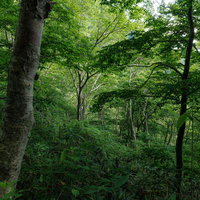 磐梯町・八方台登山口の雑木林、磐梯山麓の静かな林道の写真