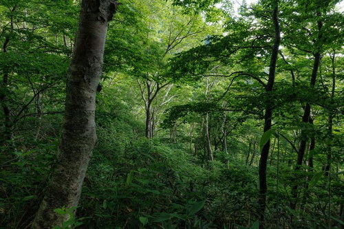 磐梯町・八方台登山口の雑木林、磐梯山麓の静かな林道