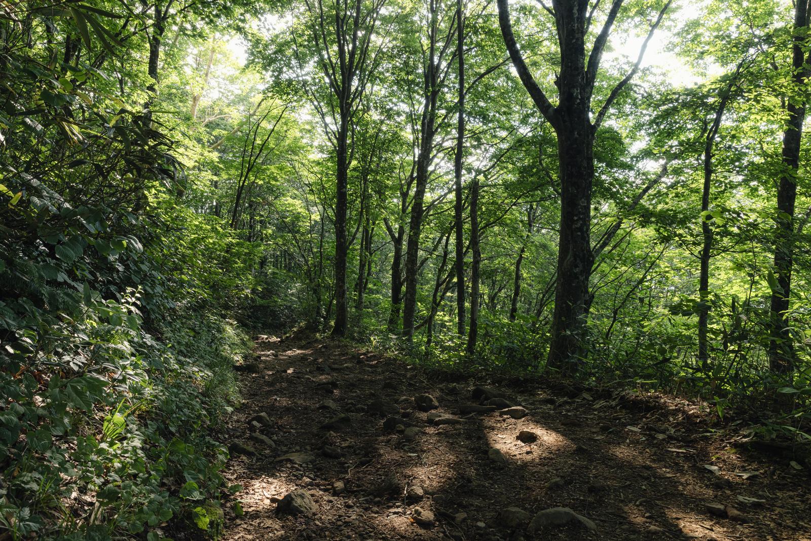 雑木林の登山道に木漏れ日が照らす八方台登山口の風景