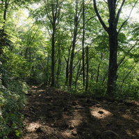 磐梯山八方台登山口の木漏れ日が差し込む雑木林の登山道の写真