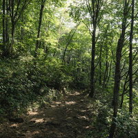 磐梯山・八方台登山口から続く木漏れ日の登山道の写真