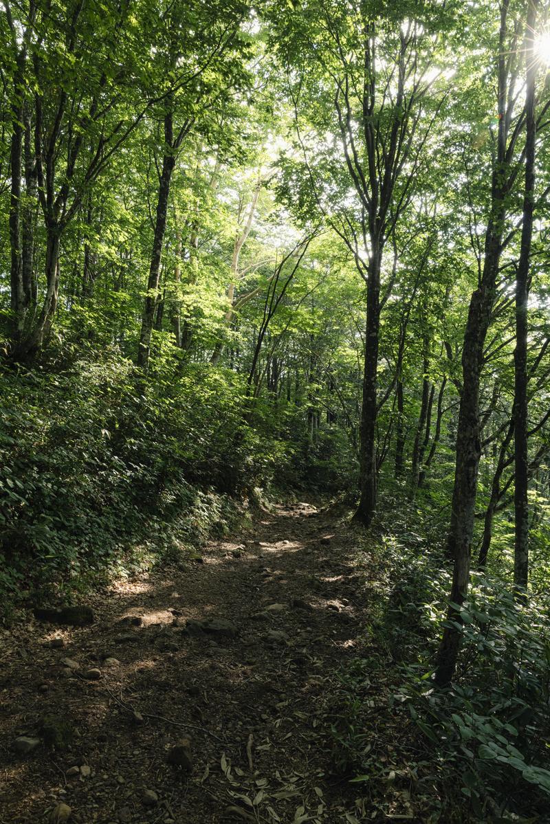 磐梯山の八方台登山口から続く、樹木に囲まれた登山道に木漏れ日が差し込む風景