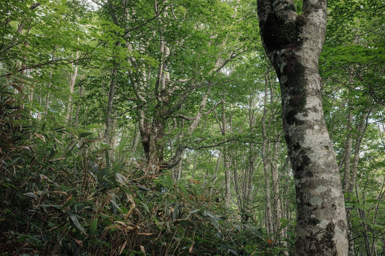 磐梯山八方台登山口の林道。薄暗い雑木林の樹木と苔の風景