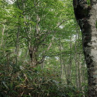 磐梯山八方台登山口、薄明の中で樹木に覆われた林道の写真