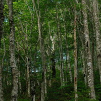 八方台登山口の白樺林で感じる磐梯山の静けさの写真