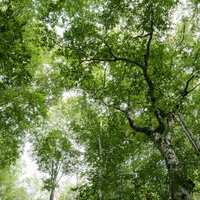 磐梯山・八方台登山口で見上げた新緑に包まれた空の写真