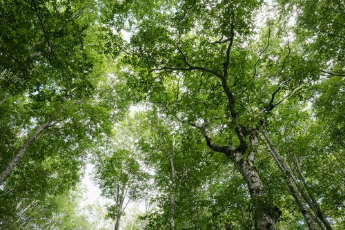 磐梯山・八方台登山口で見上げた新緑に包まれた空