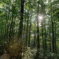 磐梯山の早朝、八方台登山口で立ち上る光芒と林立する木々の写真