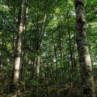 八方台登山口から見る磐梯山の薄明の雑木林の写真