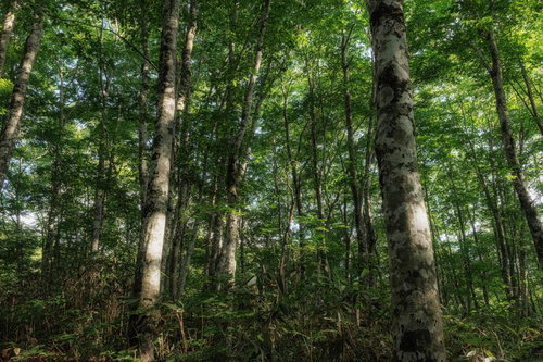 八方台登山口から見る磐梯山の薄明の雑木林