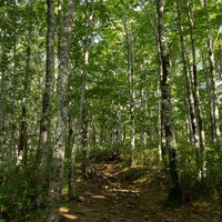 薄明の中の磐梯山・八方台登山口、白樺林が続く登山道の写真