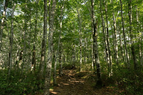 薄明の中の磐梯山・八方台登山口、白樺林が続く登山道
