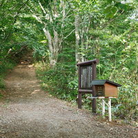 磐梯山・八方台登山口の緑豊かな林間登山道の写真