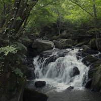 新緑の渓流に流れ落ちる山鶏滝の水流と苔むした岩場の写真