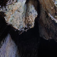 入水鍾乳洞の洞内天井に付着した鍾乳石と苔の写真