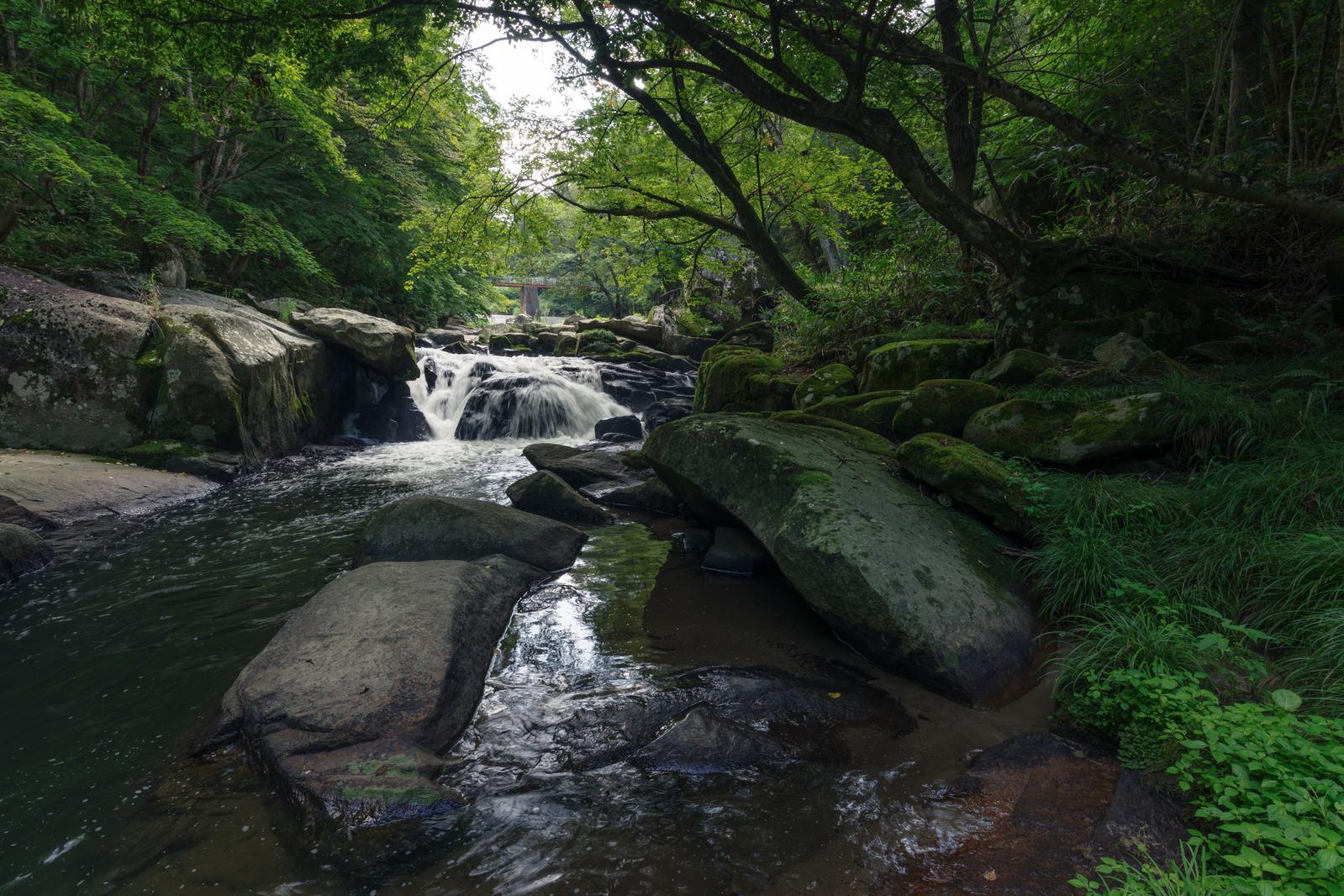 苔むした岩が点在する新緑の渓流と小滝の風景