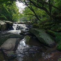 新緑に包まれた山鶏滝の渓流と苔むした岩場の写真