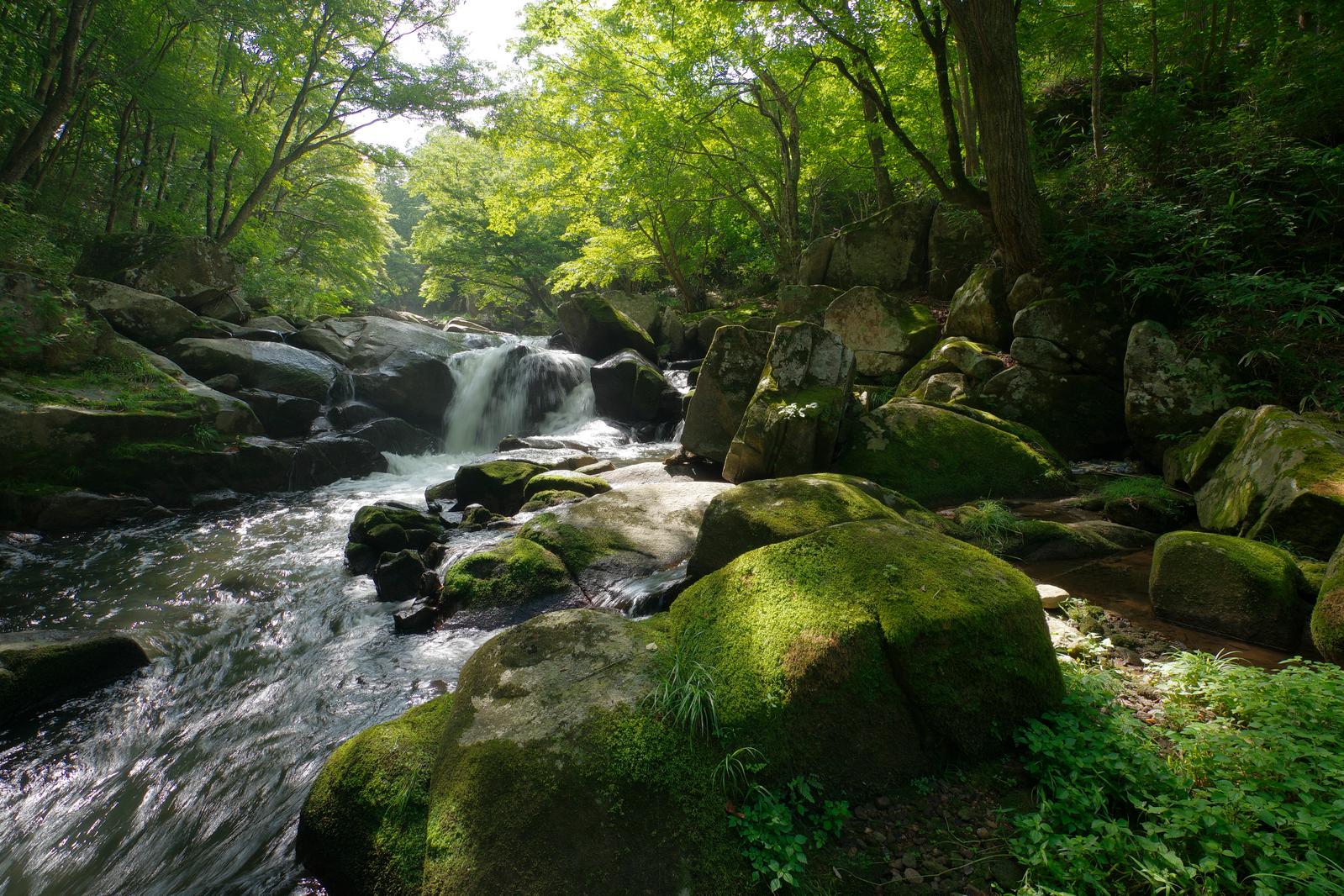 苔むした岩に囲まれた渓流を流れ落ちる山鶏滝、上には新緑が茂る